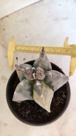 MATRIZ ASTROPHYTUM MYRIOSTIGMA  Nº 1082 – vaso 15 - Imagem 5