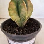 ASTROPHYTUM Myriostigma "Variegata" Nº 1087 – vaso 15