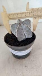 ASTROPHYTUM MYRIOSTIGMA Onzuka  Nº 731 – vaso 11 - Imagem 4