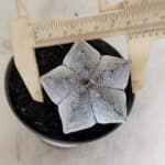 ASTROPHYTUM MYRIOSTIGMA Onzuka  Nº 731 – vaso 11