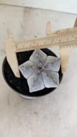 ASTROPHYTUM MYRIOSTIGMA Onzuka  Nº 731 – vaso 11