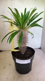 Pachypodium Lamerei "Palmeira de Madagascar" - Nº 40