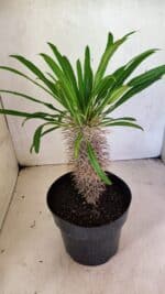 Pachypodium Lamerei "Palmeira de Madagascar" - Nº 40 - Imagem 6