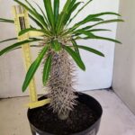 Pachypodium Lamerei "Palmeira de Madagascar" - Nº 41