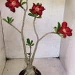 Planta Simples 3357 – 35cm – 03 anos