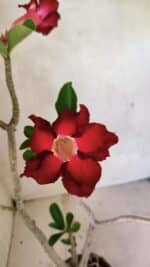 Planta Simples 3357 – 35cm – 03 anos - Imagem 3