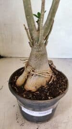 Planta Simples 3357 – 35cm – 03 anos - Imagem 8