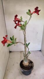 Planta Simples 3357 – 35cm – 03 anos - Imagem 6