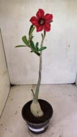 Planta Simples 3358 – 30cm – 02 anos - Imagem 2