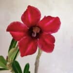 Planta Simples 3358 – 30cm – 02 anos