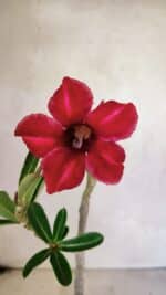 Planta Simples 3358 – 30cm – 02 anos