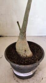 Planta Simples 3358 – 30cm – 02 anos - Imagem 6