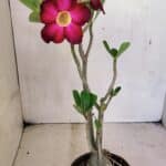 Planta Simples 3359 – 35cm – 03 anos