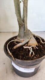 Planta Simples 3359 – 35cm – 03 anos - Imagem 7