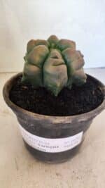 ASTROPHYTUM cv KIKKO Nº 1078  "Variegata - Multicostatum " - vaso 15 - Imagem 2