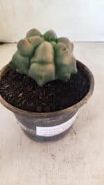 ASTROPHYTUM cv KIKKO Nº 1078  "Variegata - Multicostatum " - vaso 15 - Imagem 7