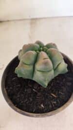 ASTROPHYTUM cv KIKKO Nº 1078  "Variegata - Multicostatum " - vaso 15 - Imagem 8