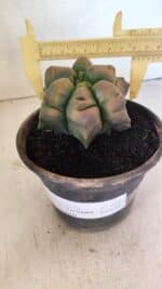 ASTROPHYTUM cv KIKKO Nº 1078  "Variegata - Multicostatum " - vaso 15 - Imagem 4