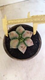 ASTROPHYTUM cv KIKKO Nº 1078  "Variegata - Multicostatum " - vaso 15