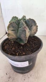 ASTROPHYTUM cv KIKKO Nº 1079 "Variegata" - vaso 15 - Imagem 6