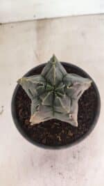 ASTROPHYTUM cv KIKKO Nº 1079 "Variegata" - vaso 15 - Imagem 3