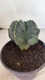 ASTROPHYTUM cv KIKKO Nº 1079 "Variegata" - vaso 15 - Imagem 7