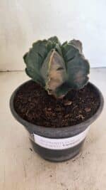 ASTROPHYTUM cv KIKKO Nº 1079 "Variegata" - vaso 15 - Imagem 5