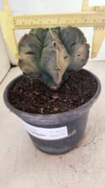 ASTROPHYTUM cv KIKKO Nº 1079 "Variegata" - vaso 15