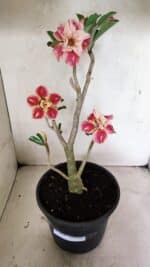 Planta Dobrada 3654 – 40cm – 03 anos - Imagem 2