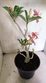 Planta Dobrada 3654 – 40cm – 03 anos - Imagem 5