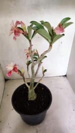 Planta Dobrada 3654 – 40cm – 03 anos - Imagem 6