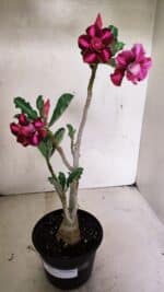 Planta Dobrada 3655 – 35cm – 03 anos - Imagem 2