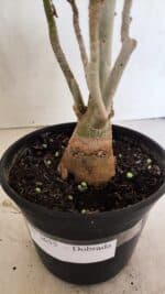 Planta Dobrada 3655 – 35cm – 03 anos - Imagem 6