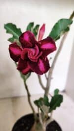 Planta Dobrada 3655 – 35cm – 03 anos