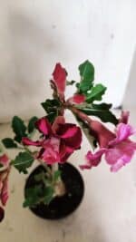 Planta Dobrada 3655 – 35cm – 03 anos - Imagem 5