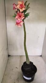 Planta Dobrada 3656 – 35cm – 03 anos - Imagem 2