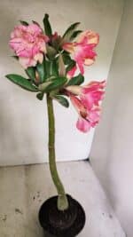 Planta Dobrada 3656 – 35cm – 03 anos - Imagem 6