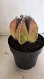 ASTROPHYTUM MYRIOSTIGMA "Variegata" Nº 1104 – vaso 17 - Imagem 9