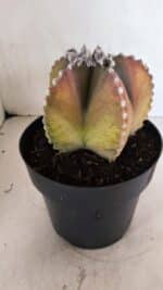 ASTROPHYTUM MYRIOSTIGMA "Variegata" Nº 1104 – vaso 17 - Imagem 8