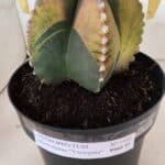 ASTROPHYTUM MYRIOSTIGMA "Variegata" Nº 1104 – vaso 17