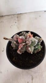 ASTROPHYTUM cv KIKKO "COLÔNIA"  Nº 1096 – vaso 15 - Imagem 8