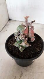 ASTROPHYTUM cv KIKKO "COLÔNIA"  Nº 1096 – vaso 15 - Imagem 5