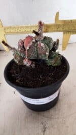 ASTROPHYTUM cv KIKKO "COLÔNIA"  Nº 1096 – vaso 15
