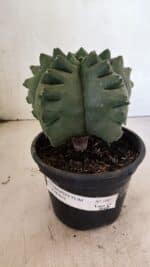 MATRIZ ASTROPHYTUM cv KIKKO  Nº 1007 – vaso 15 - Imagem 2