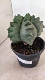 MATRIZ ASTROPHYTUM cv KIKKO  Nº 1007 – vaso 15 - Imagem 9