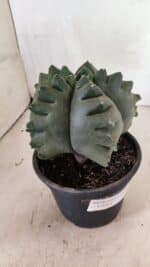 MATRIZ ASTROPHYTUM cv KIKKO  Nº 1007 – vaso 15 - Imagem 6