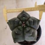 MATRIZ ASTROPHYTUM cv KIKKO  Nº 1007 – vaso 15