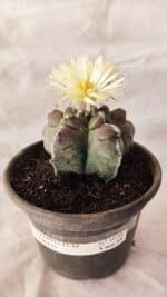 MATRIZ ASTROPHYTUM cv KIKKO Nº 1030 – vaso 15 - Imagem 2