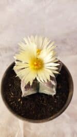MATRIZ ASTROPHYTUM cv KIKKO Nº 1030 – vaso 15 - Imagem 3