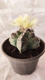 MATRIZ ASTROPHYTUM cv KIKKO Nº 1030 – vaso 15 - Imagem 7
